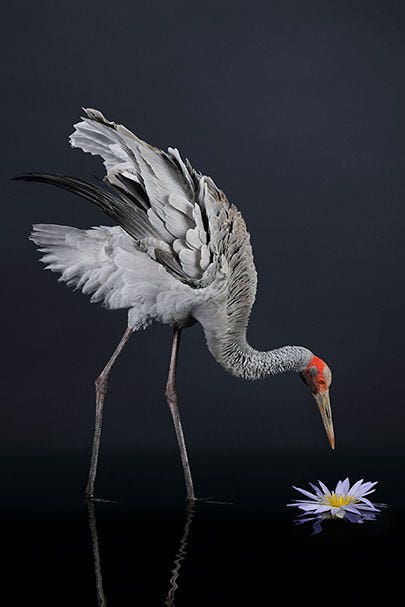 Red Heron and Flower | Nikon Cameras, Lenses & Accessories